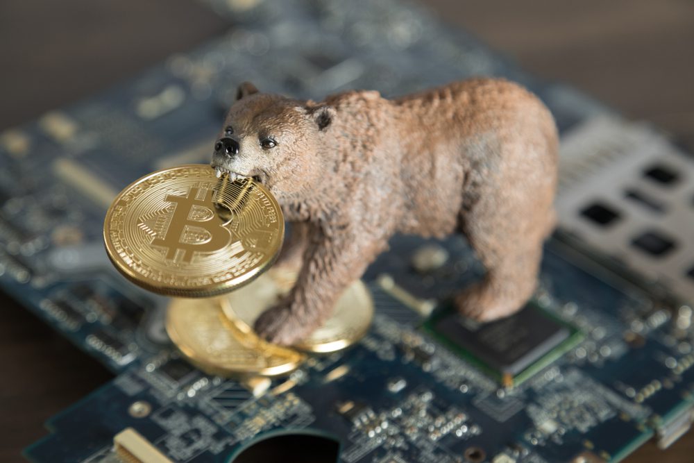 Bear With Gold Bitcoin Cryptocurrency In Mouth On Computer Motherboard.  Wall Street Bear Market Financial Concept.